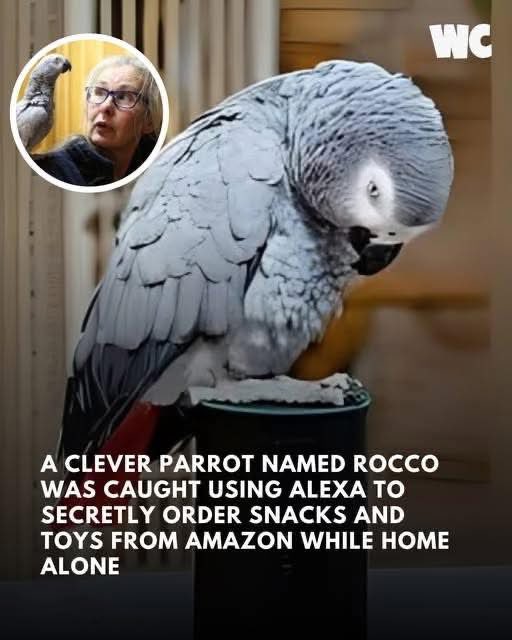 DeleFarotimi's tweet image. Bird brain? This parrot is more intelligent than anyone involved with the governance of Edo State and Nigeria..🇳🇬 
