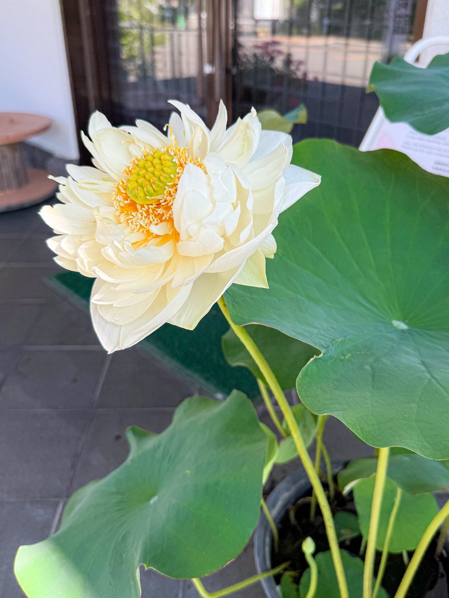 tsutsu111111's tweet image. 7月25日、湯川寺の蓮速報です!ついに最初の蓮の花が開花しました!見事な大きさです!蓮は朝に開いて、午後から閉じ気味になるので、午前中に見るのがおすすめです。咲いたら2.3日で散ってしまう儚く美しい蓮の花。どうぞご覧ください。