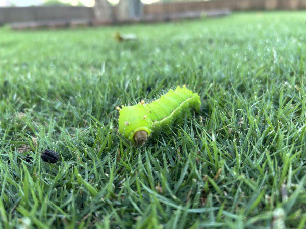 【閲覧注意】ヤマボウシにまだヤツが居た！スズメガの幼虫🐛　奥様情報では飼ってる人もいるらしい。そう言われてみれば可愛い顔してるかも。でも遠くの草むらに放り投げて来た👿（さらに情報では食べられるらしい😱ヒェー想像もしたく無い！）＃スズメガ ＃芝生