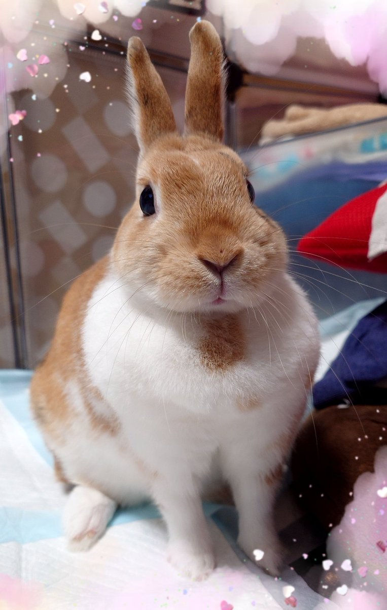 きなこお嬢様の日常🐰🩷 (@kinakinako0306) on Twitter photo #うさぎ #癒し #可愛い #可愛いは正義 #可愛いと思ったらRT #うさぎ好きさんと繋がりたい  #雪見だいふく
╭━━━━━╮
  今日も元気に
  おはようさぎ🍬
╰v━━━━╯
🐰ᐝ #うさぎ #癒し #可愛い #可愛いは正義 #可愛いと思ったらRT #うさぎ好きさんと繋がりたい  #雪見だいふく
╭━━━━━╮
  今日も元気に
  おはようさぎ🍬
╰v━━━━╯
🐰ᐝ