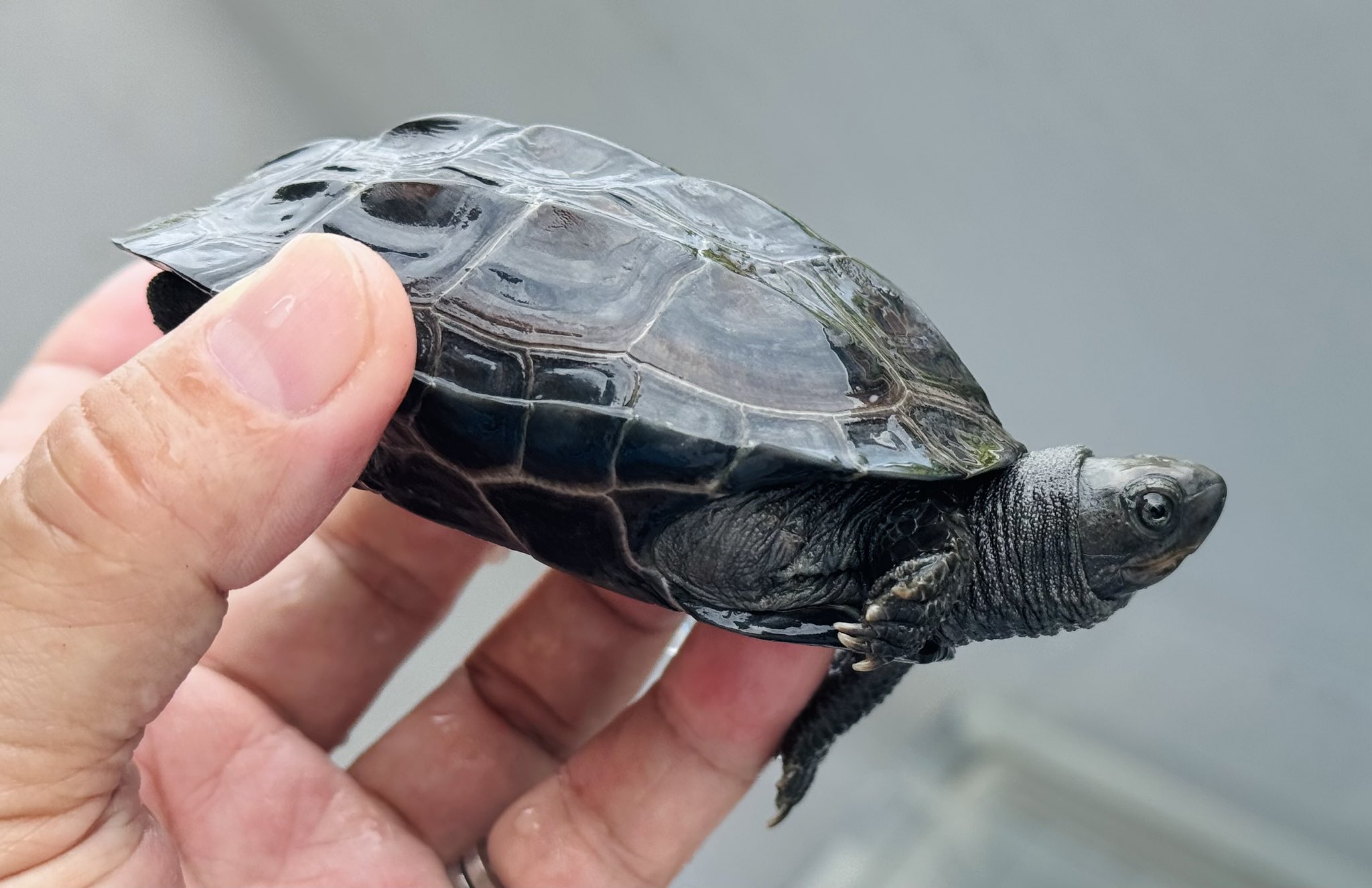 育てよカメ 楽天市場】亀水槽 カメ水槽 カメ飼育ケース カメタンク カメ生息