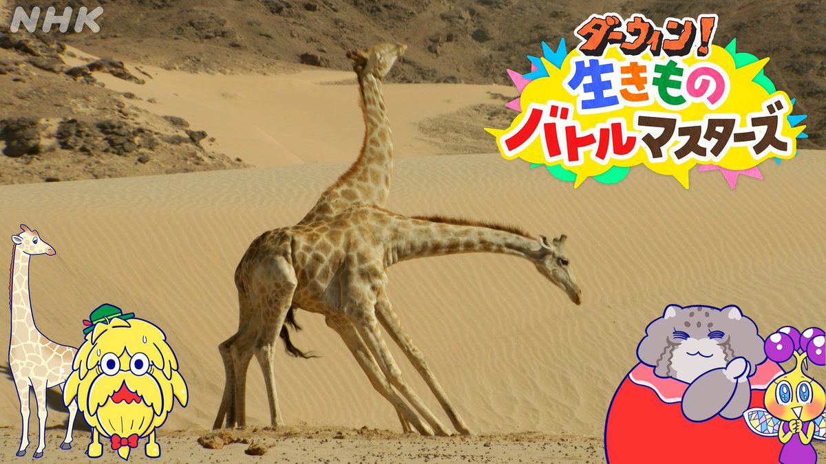 nhk_darwin's tweet image. \ #ダーウィンが来た !夏休みSP 第3弾/
本日のテーマは
【モテたい!恋のワールドカップ】
メスにモテたくてモテたくて
オスたちが繰り広げる恋のバトルに注目!
「ダーウィン!生きものバトルマスターズ」
Eテレ あさ9時45分 まもなく放送ですよ~
nhk.jp/p/darwin/ts/8M…
#ダーバト