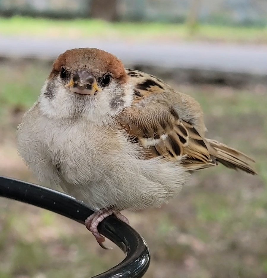 pi_pipi33's tweet image. 子スズメﾁｬﾝ♪
ｵﾊﾖｰｺﾞｻﾞｲﾏｽ 🐥(⁠•⁠ө⁠•⁠)⁠