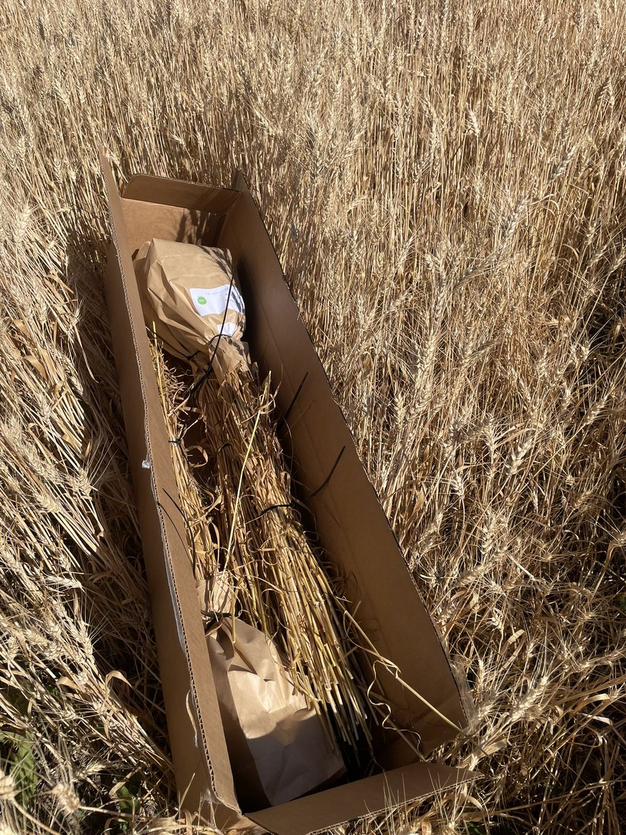 Norm Lamothe (@woodleighfarms) on Twitter photo Need rain to make grain but happy to get out YEN plots harvested. Super small seeds but we made grade on this SWW for a first go. I think we will make more $ on our straw that our wheat….Maybe next year! <a href="/WheatPete/">Peter Johnson</a> <a href="/GreatLakesYEN/">Great Lakes Yield Enhancement Network</a>
<a href="/GrainFarmers/">Grain Farmers of Ontario</a> Need rain to make grain but happy to get out YEN plots harvested. Super small seeds but we made grade on this SWW for a first go. I think we will make more $ on our straw that our wheat….Maybe next year! <a href="/WheatPete/">Peter Johnson</a> <a href="/GreatLakesYEN/">Great Lakes Yield Enhancement Network</a>
<a href="/GrainFarmers/">Grain Farmers of Ontario</a>