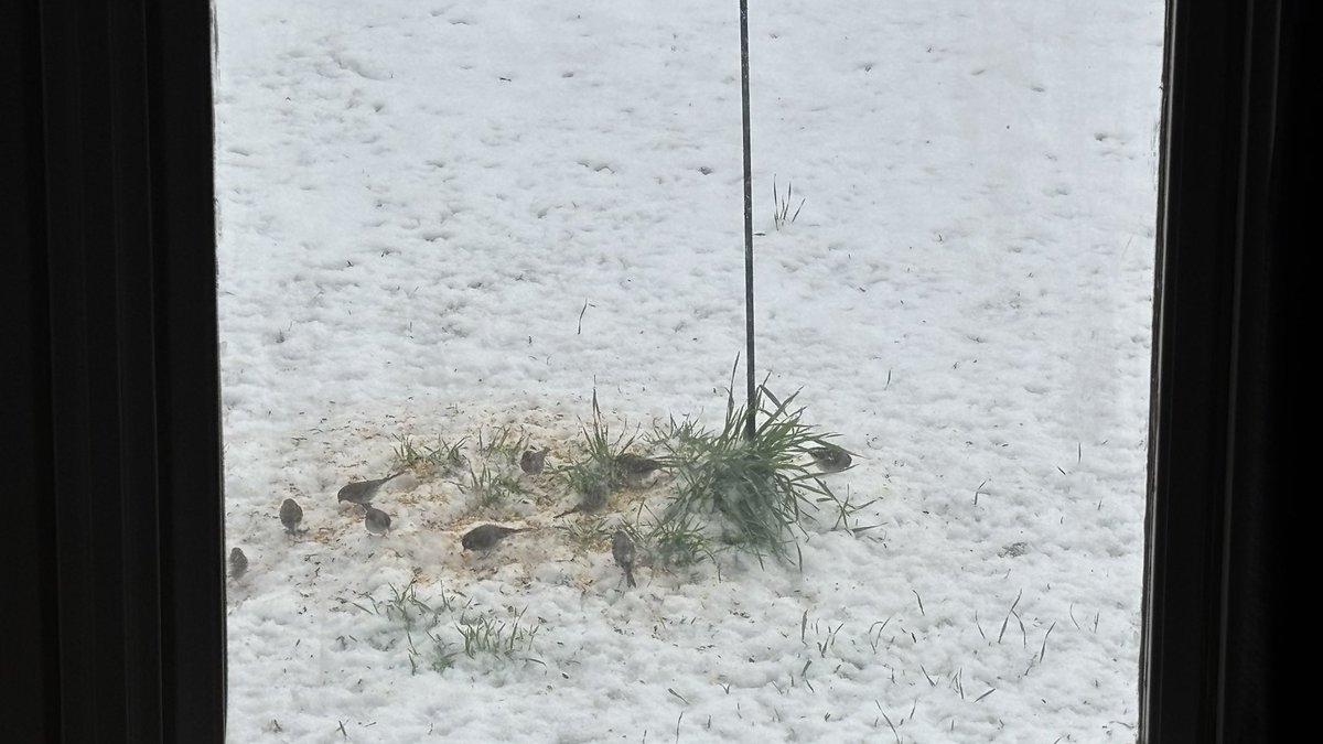 StarInBoxWx's tweet image. With Central Alabama struggling to maintain 90°+ temps today, it has led to some pretty decent snow accumulation.
Check out the birds enjoying this Summer surprise!