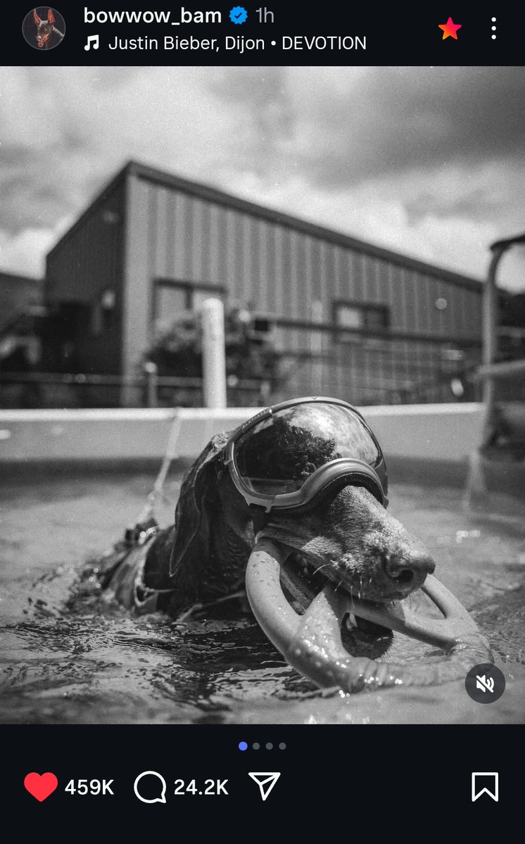 JeonAngel_18's tweet image. BAMMMN!!! IT'S BEEN A WHILE... 🐶🐕
THIS CUTE BIG BABY HAVING THE BEST TIME ON A SWIM. 😊💜
THANKS FOR THE UPDATE, BAM'S DAD! 😉 @BTS_twt
