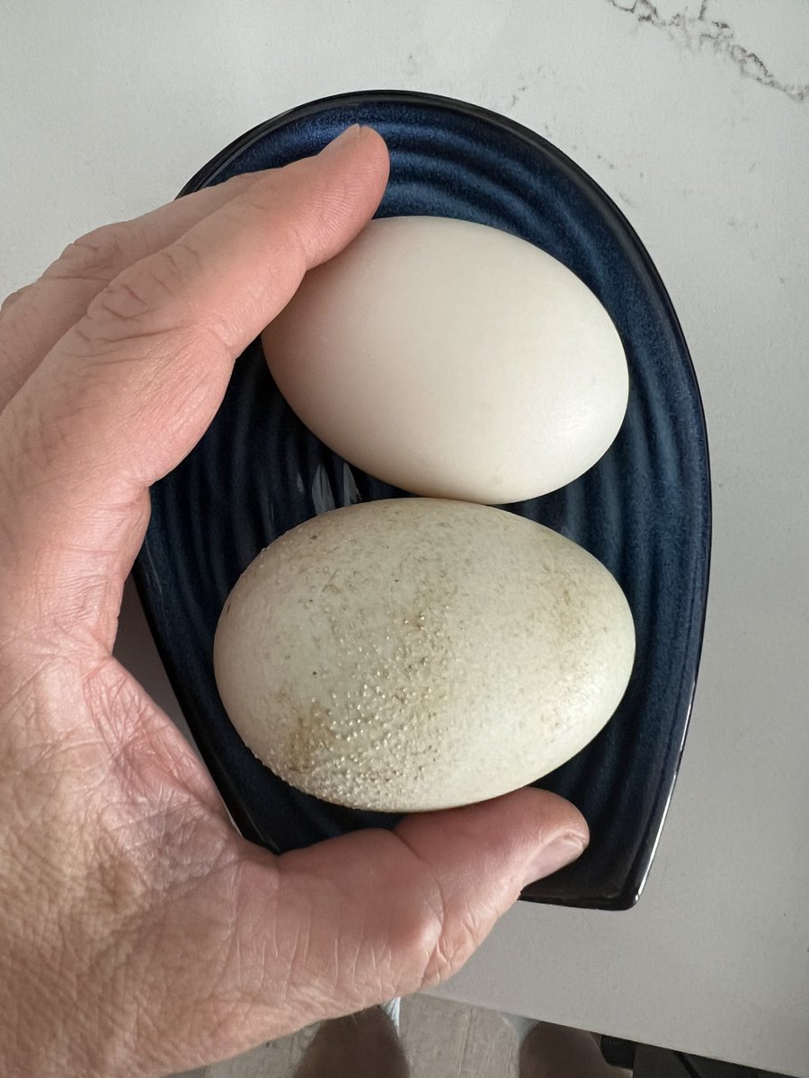 Barry ‘Wieds’ (@bwieds) on Twitter photo So…our apartment complex has a small duck pond and occasionally we can collect a gift from them! I had to scramble to get some.
<a href="/vivien2112/">Vivien</a> <a href="/CHTCOTH/">Craigly Hightower The Climber Of Things High 🧗🟦</a> <a href="/Jenniferkunkel/">Jennifer Kunkel</a> <a href="/PompeyHutch/">Sarah⭐🕯️The Crazy Prog-loving Goat🐐</a> <a href="/ghostridertripp/">Jonathan the first p is silent Tripp 🇮🇱</a> <a href="/rowtonsandra/">Sandra🇦🇺🇨🇦🇺🇦</a> @jcjpl <a href="/Celosia2/">Celosia2🌼Kristi🪴🌿💚</a> <a href="/newworldrushman/">Albert Ortenzi</a> <a href="/of_maybe/">Mystic Queen of Maybe (Jan) & Teddy 🐈⬛</a> <a href="/Rush74Kyle/">Kyle N</a> <a href="/MikeWardDMD/">Michael Ward</a> So…our apartment complex has a small duck pond and occasionally we can collect a gift from them! I had to scramble to get some.
<a href="/vivien2112/">Vivien</a> <a href="/CHTCOTH/">Craigly Hightower The Climber Of Things High 🧗🟦</a> <a href="/Jenniferkunkel/">Jennifer Kunkel</a> <a href="/PompeyHutch/">Sarah⭐🕯️The Crazy Prog-loving Goat🐐</a> <a href="/ghostridertripp/">Jonathan the first p is silent Tripp 🇮🇱</a> <a href="/rowtonsandra/">Sandra🇦🇺🇨🇦🇺🇦</a> @jcjpl <a href="/Celosia2/">Celosia2🌼Kristi🪴🌿💚</a> <a href="/newworldrushman/">Albert Ortenzi</a> <a href="/of_maybe/">Mystic Queen of Maybe (Jan) & Teddy 🐈⬛</a> <a href="/Rush74Kyle/">Kyle N</a> <a href="/MikeWardDMD/">Michael Ward</a>