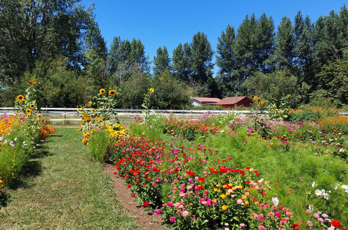Flowers at Gathering Together Farm