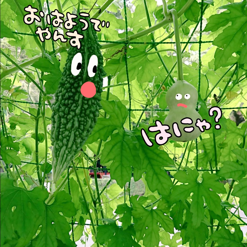 よっこ (@yokko0445) / X