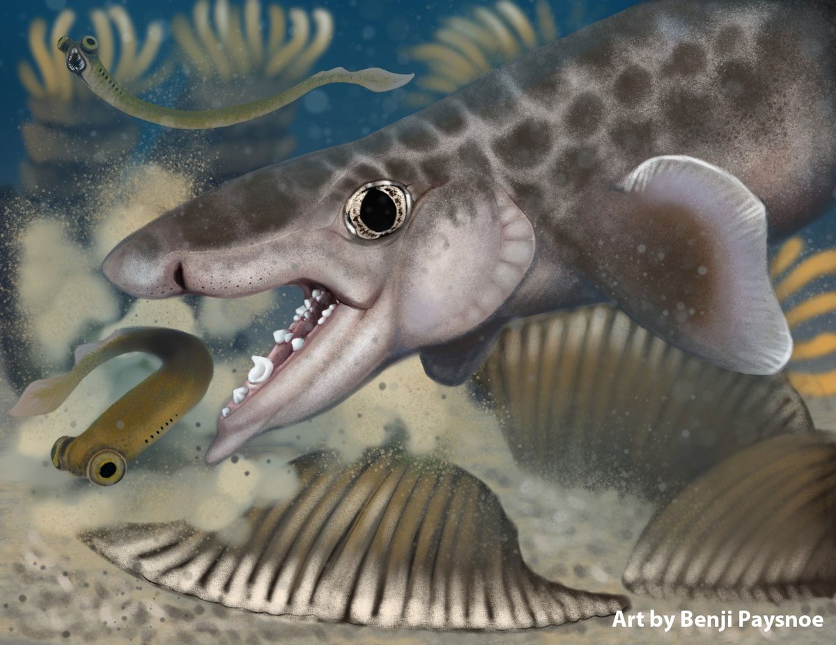 KY Geological Survey (@kgsnews) on Twitter photo The best place to celebrate #sharkweek? A cave.
There's a new discovery at <a href="/MammothCaveNP/">Mammoth Cave NP</a>: an ancient shark species called Macadens olsoni. The fossils were found in the Ste. Genevieve Formation, which dates back approximately 340 to 335 million years.
This little shark swam in The best place to celebrate #sharkweek? A cave.
There's a new discovery at <a href="/MammothCaveNP/">Mammoth Cave NP</a>: an ancient shark species called Macadens olsoni. The fossils were found in the Ste. Genevieve Formation, which dates back approximately 340 to 335 million years.
This little shark swam in