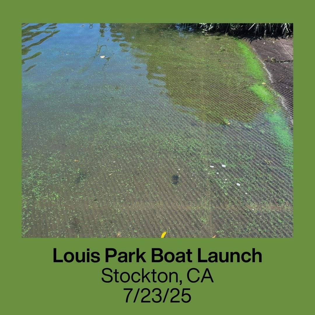 RestoretheDelta's tweet image. Action Alert: HABs found in three locations in Stockton!

On July 23rd and 24th, Restore the Delta’s water quality testing program reported that HABs (Harmful Algal Blooms) have been found at Windmill Cove, Buckley Cove, and the Louis Park boat launch in Stockton.

Our test…