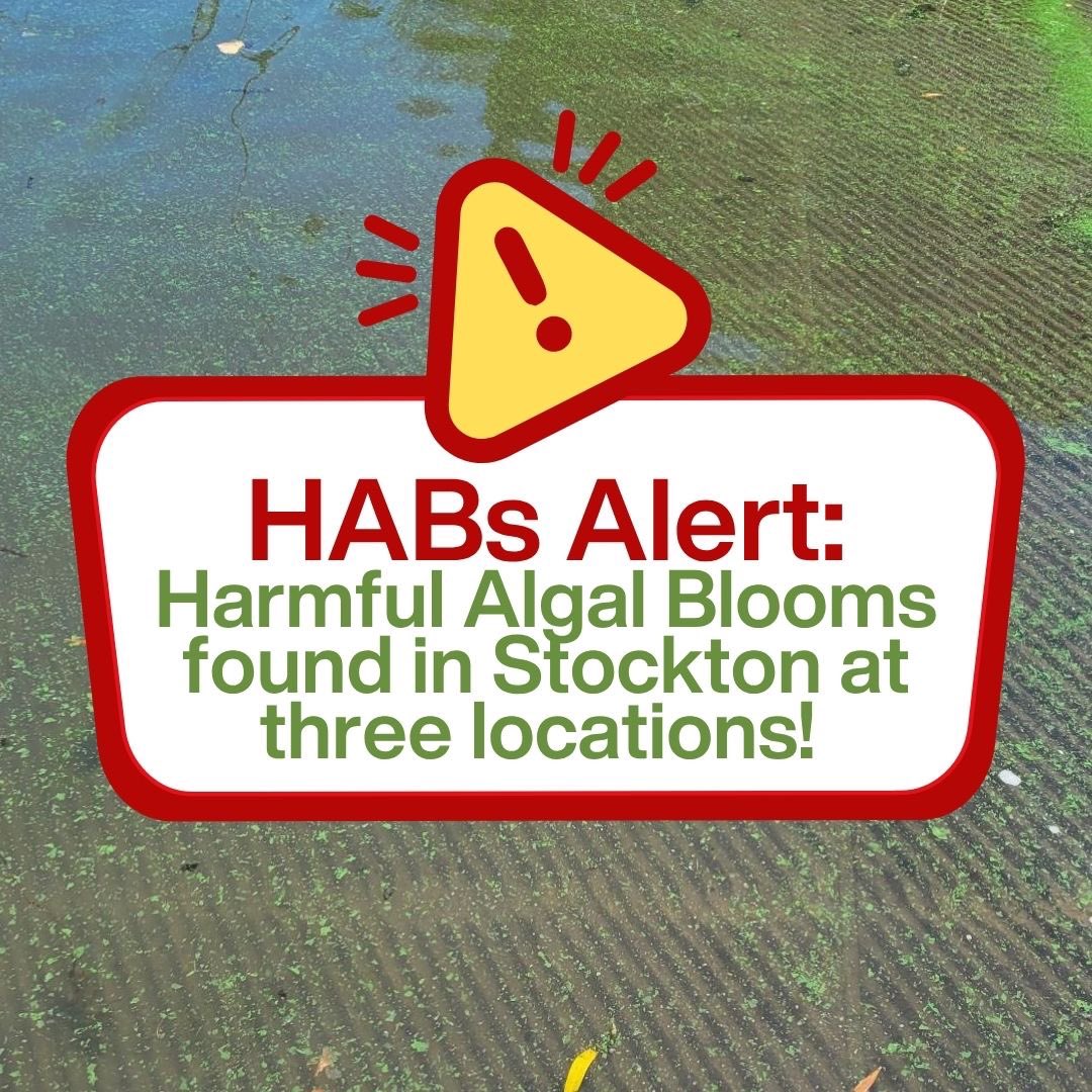 RestoretheDelta's tweet image. Action Alert: HABs found in three locations in Stockton!

On July 23rd and 24th, Restore the Delta’s water quality testing program reported that HABs (Harmful Algal Blooms) have been found at Windmill Cove, Buckley Cove, and the Louis Park boat launch in Stockton.

Our test…