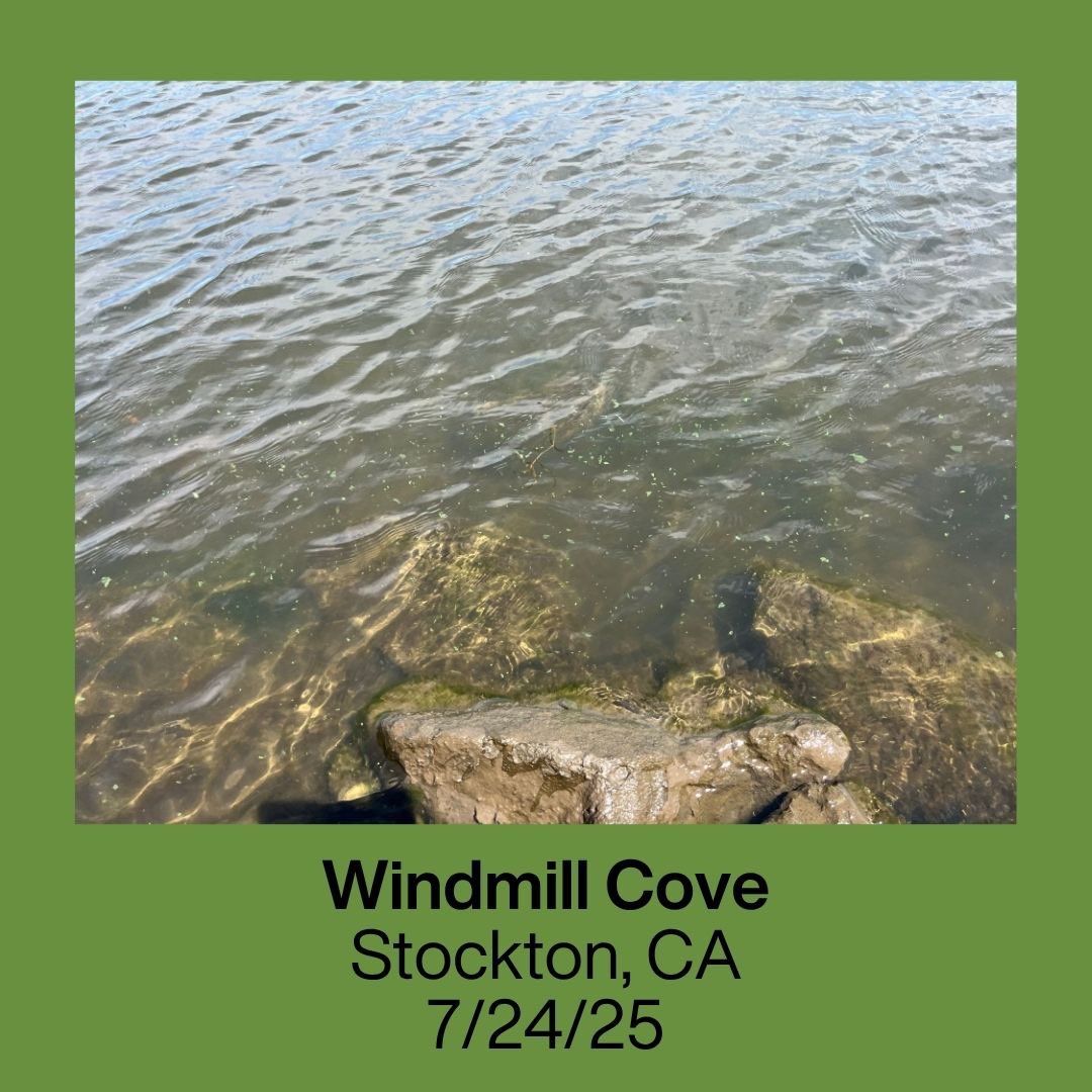 RestoretheDelta's tweet image. Action Alert: HABs found in three locations in Stockton!

On July 23rd and 24th, Restore the Delta’s water quality testing program reported that HABs (Harmful Algal Blooms) have been found at Windmill Cove, Buckley Cove, and the Louis Park boat launch in Stockton.

Our test…