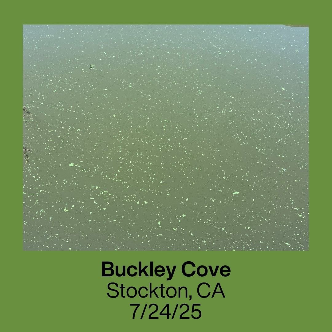 RestoretheDelta's tweet image. Action Alert: HABs found in three locations in Stockton!

On July 23rd and 24th, Restore the Delta’s water quality testing program reported that HABs (Harmful Algal Blooms) have been found at Windmill Cove, Buckley Cove, and the Louis Park boat launch in Stockton.

Our test…