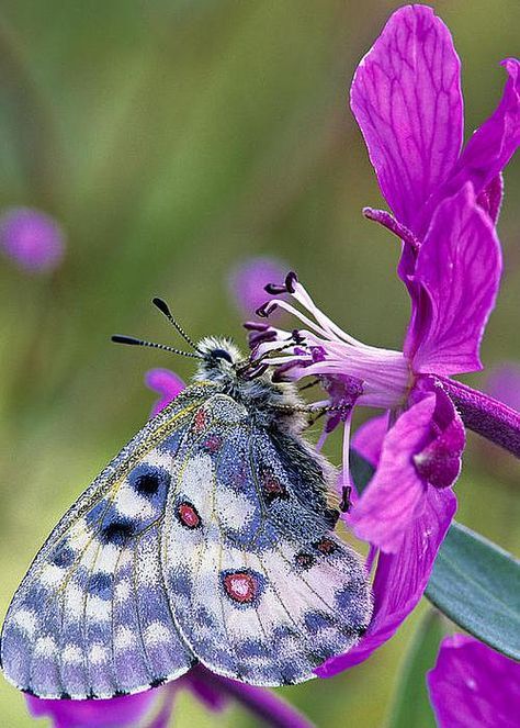#nature The colorful nature brings you a pleasant mood
Have a  wonderful  Thursday night🎋🌹🌸