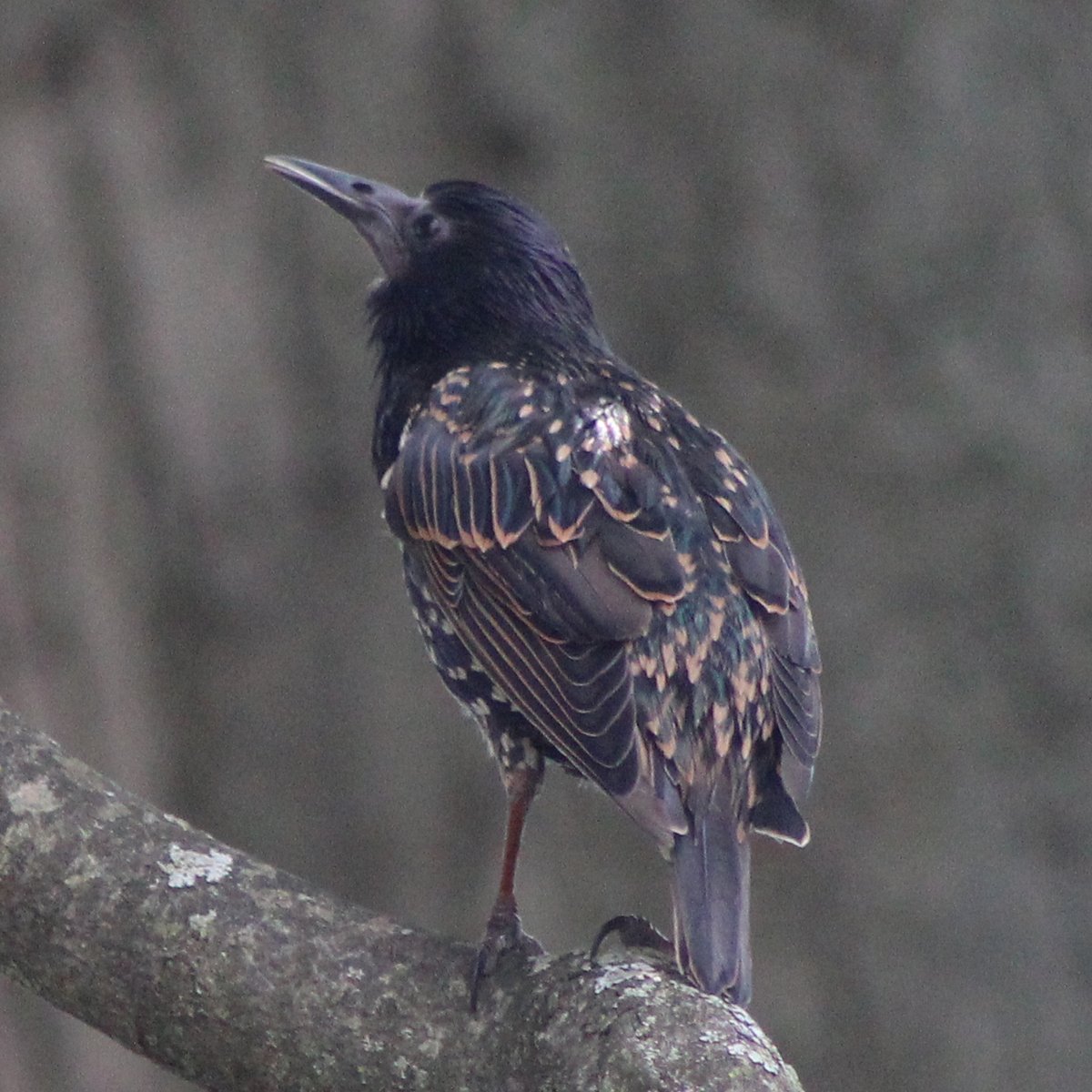 ScurrasFolly's tweet image. News from the garden front:
This young starling had a lot to say to me. He tried every one of the hundred languages he knew to tell me something, but learned I'm a dolt. Besides, I was ignoring him. He was probably telling me to get out of his yard like all the other birds.