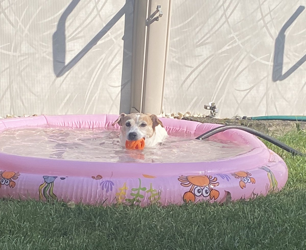 DaisyMaeJack's tweet image. Hope your afternoon went as good as mine! 🐾♥️ #Summer #dogsofX #poolball