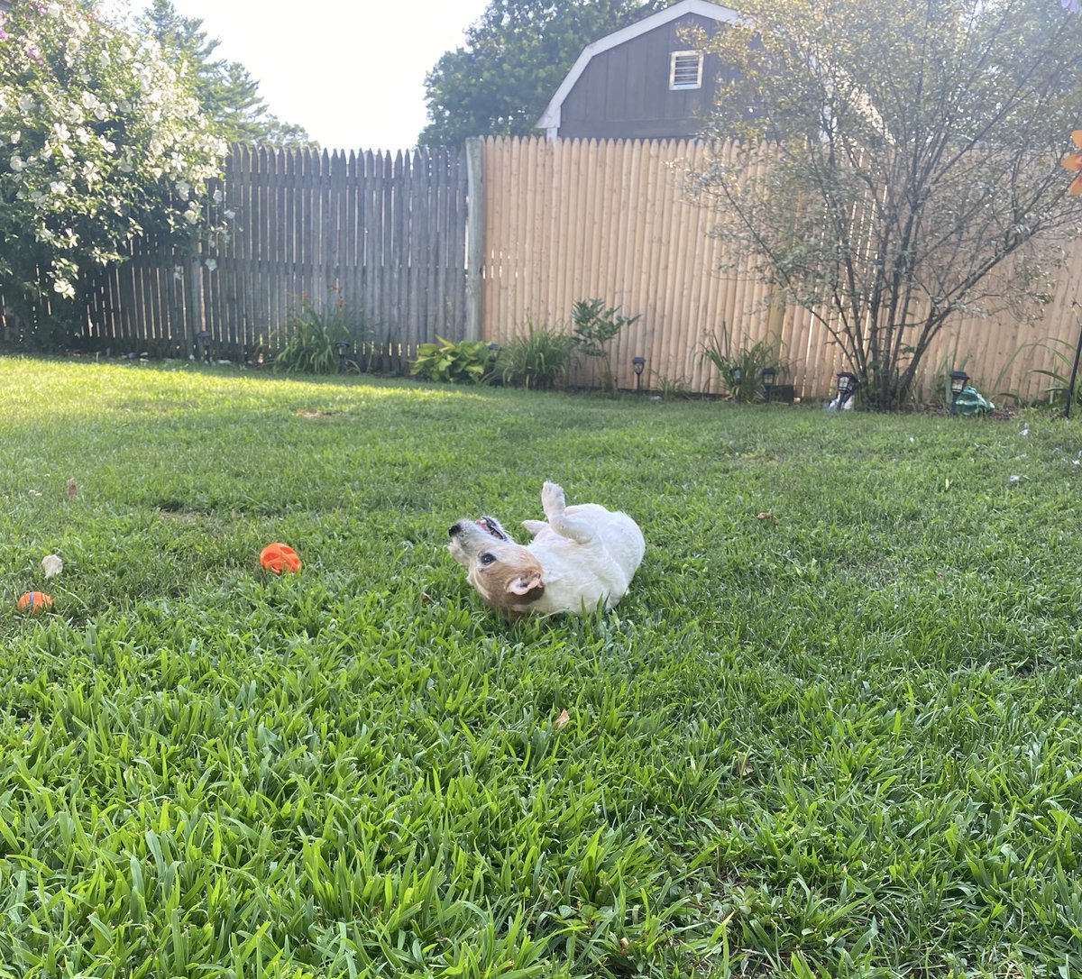 DaisyMaeJack's tweet image. Hope your afternoon went as good as mine! 🐾♥️ #Summer #dogsofX #poolball