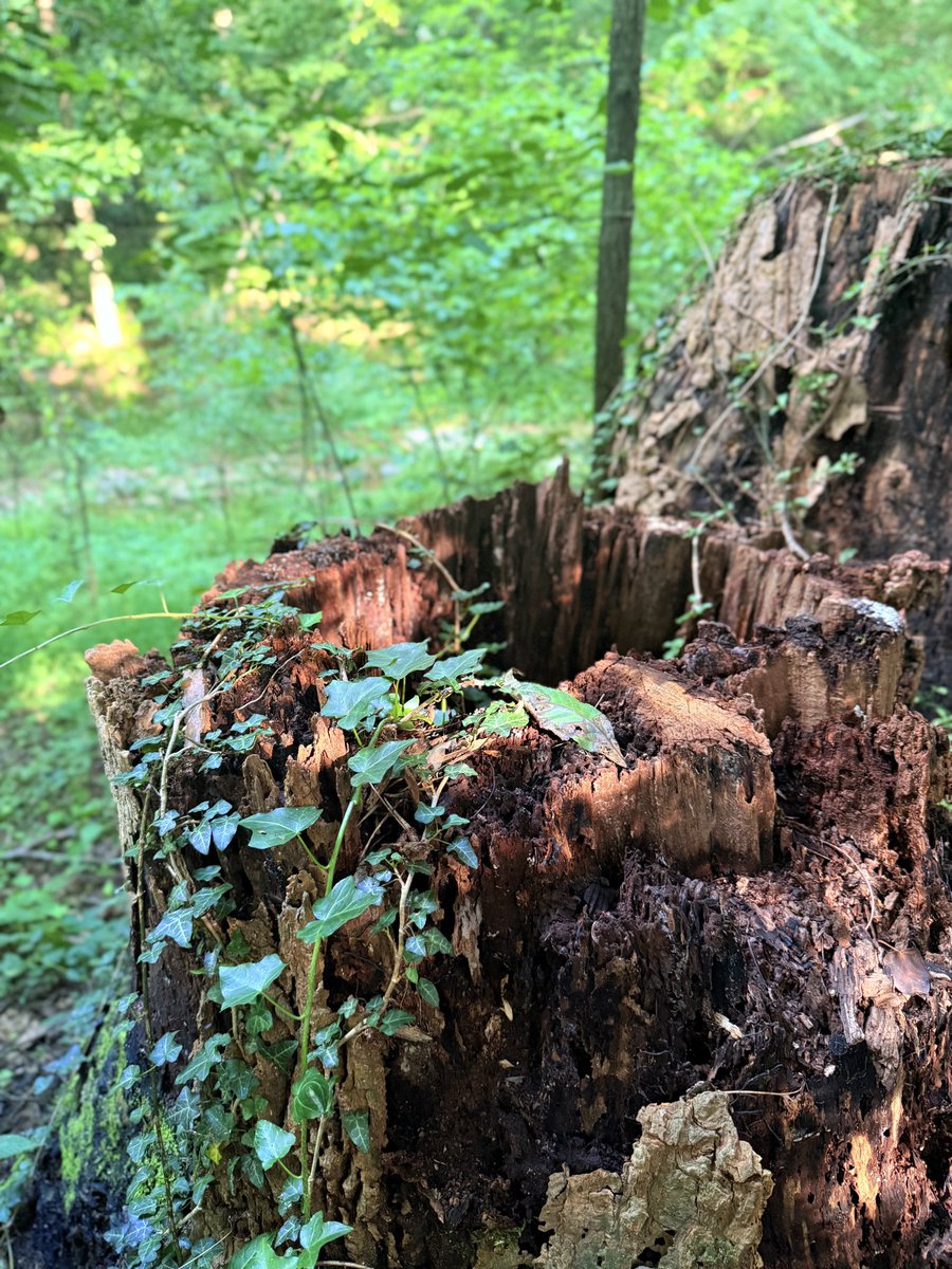 The vines were trying to fill the cup left behind by the fallen tree..