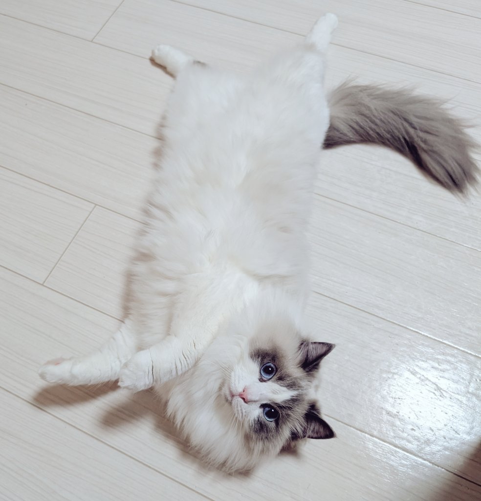 ใใฃใใ๐ผใฉใฐใใผใซ (@ragdoll_love2) on Twitter photo ไปๆฅใๆใใญ๐
 ไปๆฅใๆใใญ๐