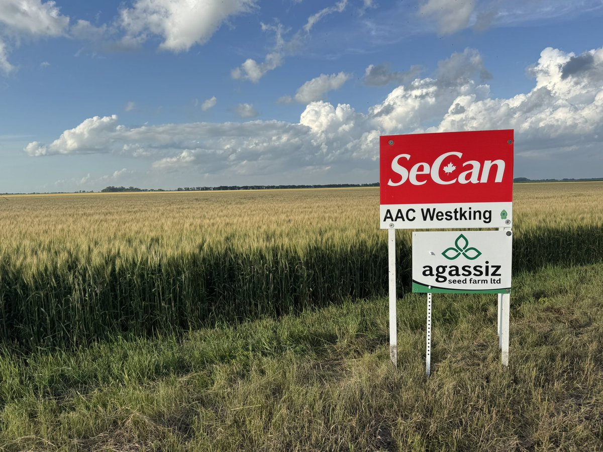 agassizmur1's tweet image. Is @SeCan AAC Westking wheat going to be the new King of the west??? Time will tell, but our fields just south of Homewood, MB are looking pretty good. Standing well & big heads. @AgassizSeedFarm #wheat #WestCdnAg