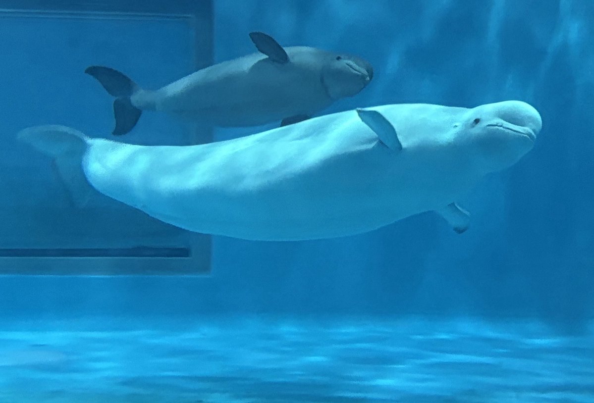 AQUASSHIMANE's tweet image. 【お知らせ】
昨日お知らせしたシロイルカ:アンナの赤ちゃんについてですが、今月中旬から授乳時間と食べる魚の量が少なくなったため、健康診断を行うこととしました。
別のプールで過ごしていますので、見られない日が続きますが、ご理解くださいませ。
#アクアス
#お知らせ