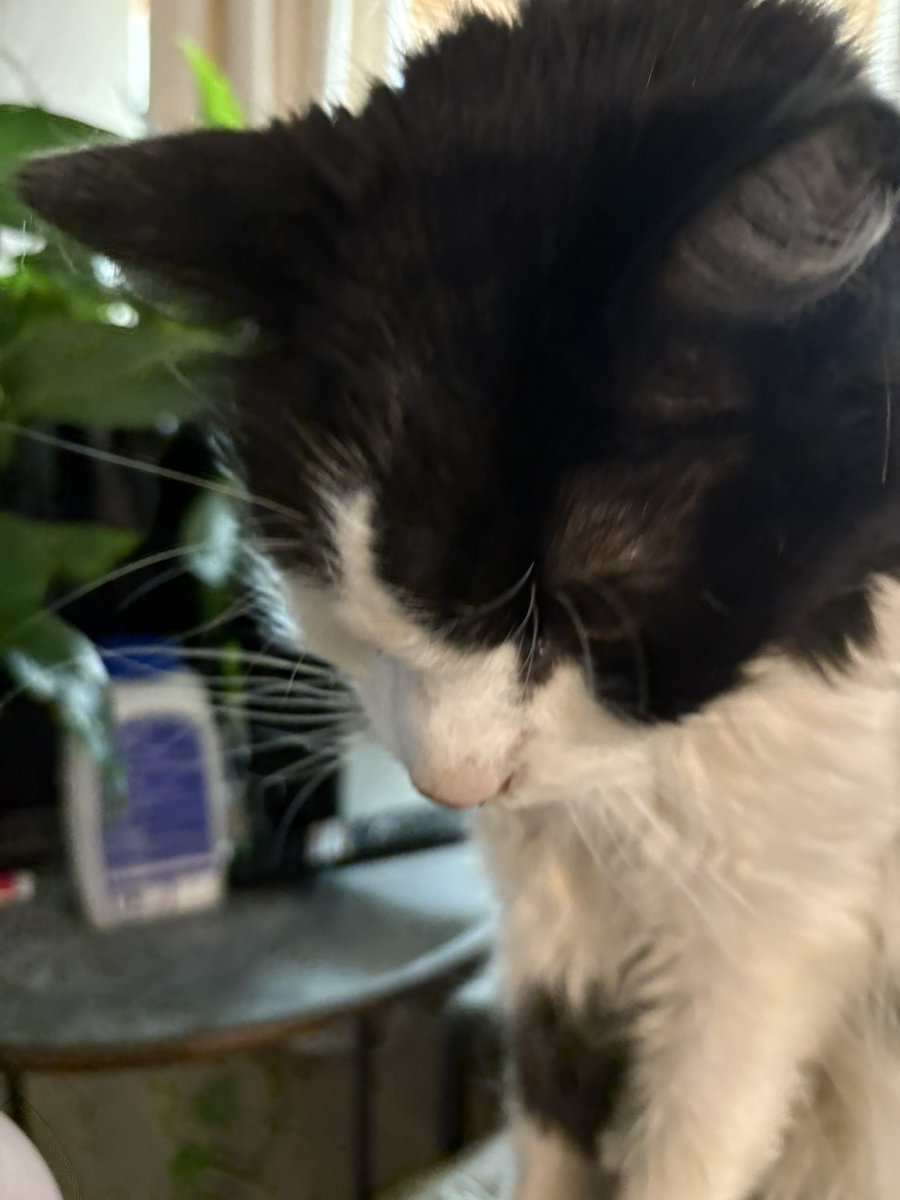 TheFrenchNugget's tweet image. Whenever I sit down my cat runs over and just sits next to me and just poses