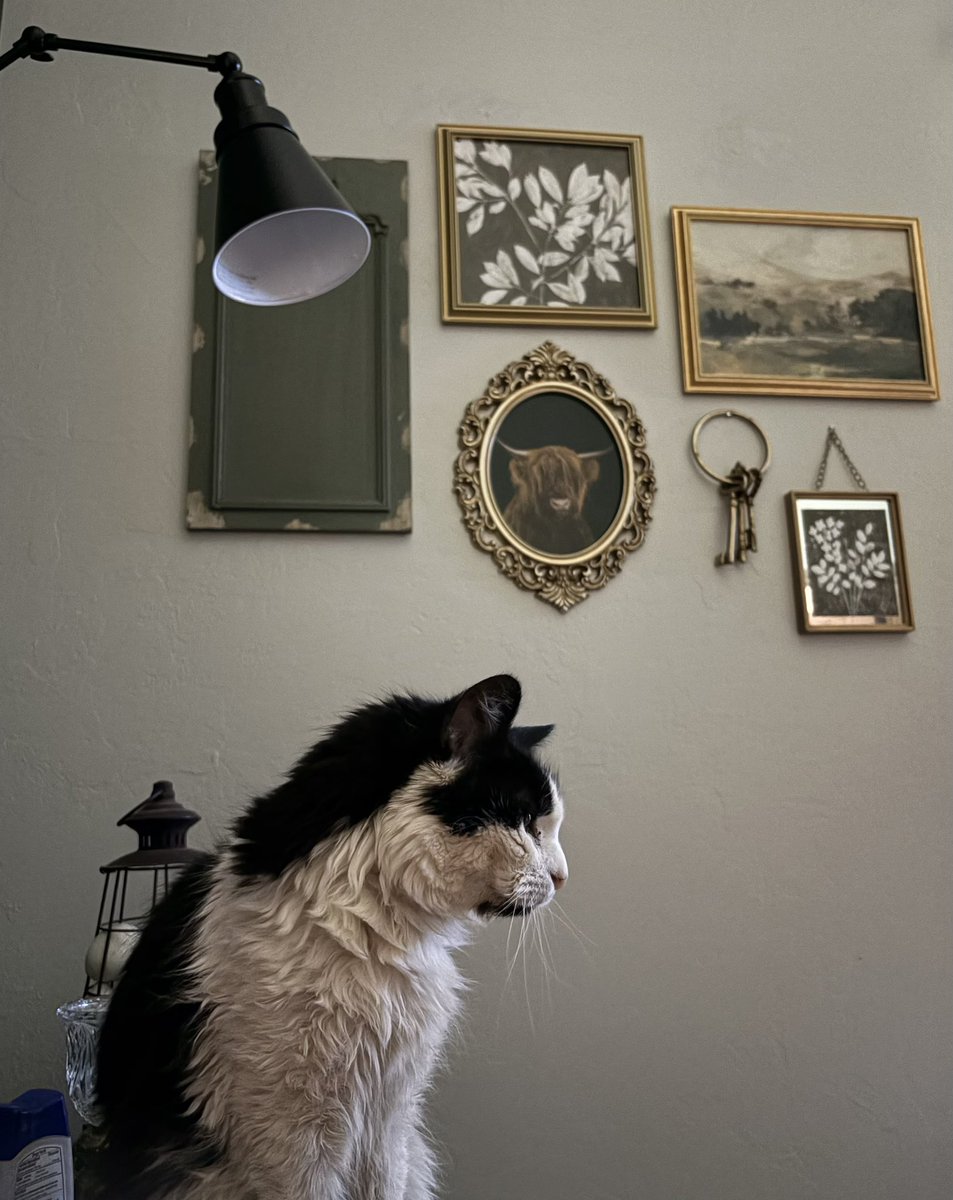TheFrenchNugget's tweet image. Whenever I sit down my cat runs over and just sits next to me and just poses