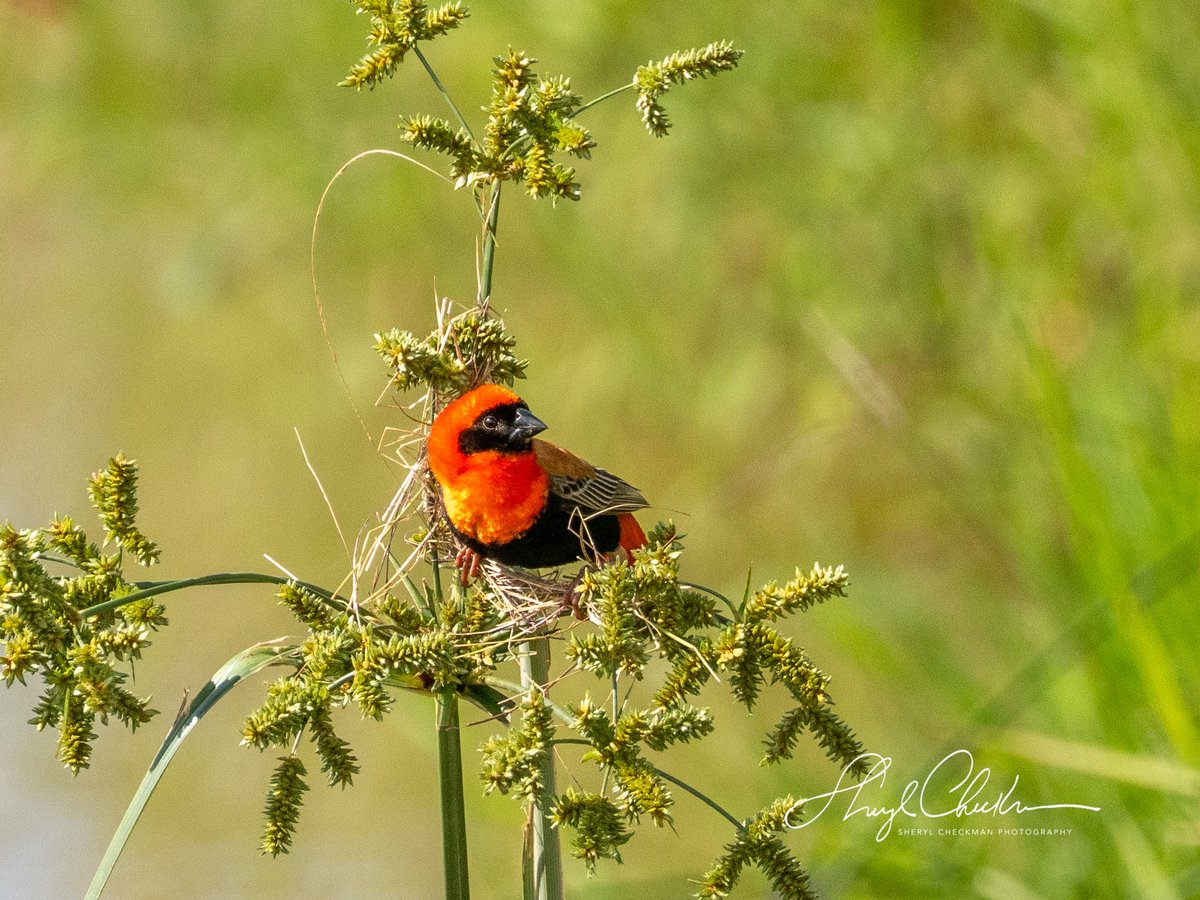 DiveArtist's tweet image. Southern Red Bishop at Queen Elizabeth National Park in Uganda. Ebird describes this bird as a “small dumpy sparrow-like weaver.” I personally don’t see this bird as dumpy!
#southernredbisop #weaver #ugandabirds #africabirds #ugandabirdphotography #birdcpp #BirdsSeenIn2025