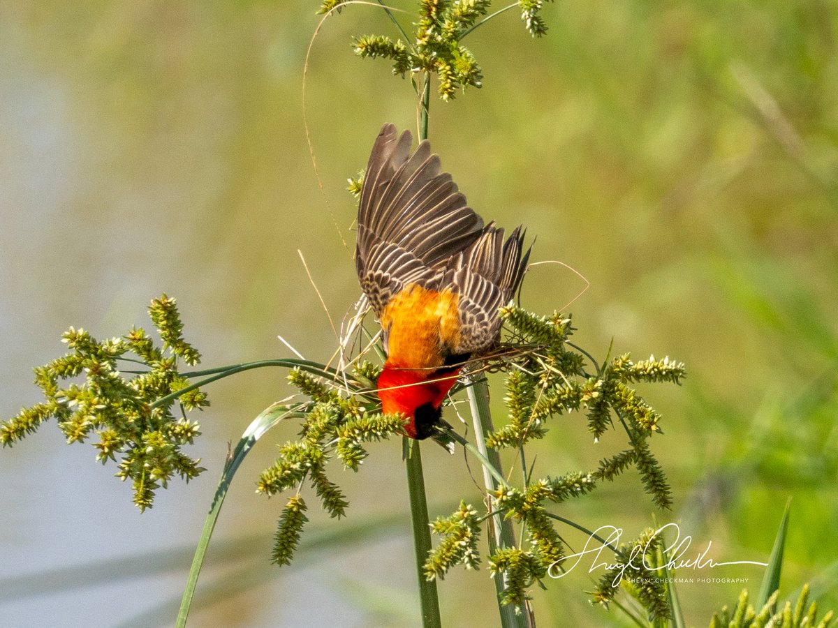 DiveArtist's tweet image. Southern Red Bishop at Queen Elizabeth National Park in Uganda. Ebird describes this bird as a “small dumpy sparrow-like weaver.” I personally don’t see this bird as dumpy!
#southernredbisop #weaver #ugandabirds #africabirds #ugandabirdphotography #birdcpp #BirdsSeenIn2025