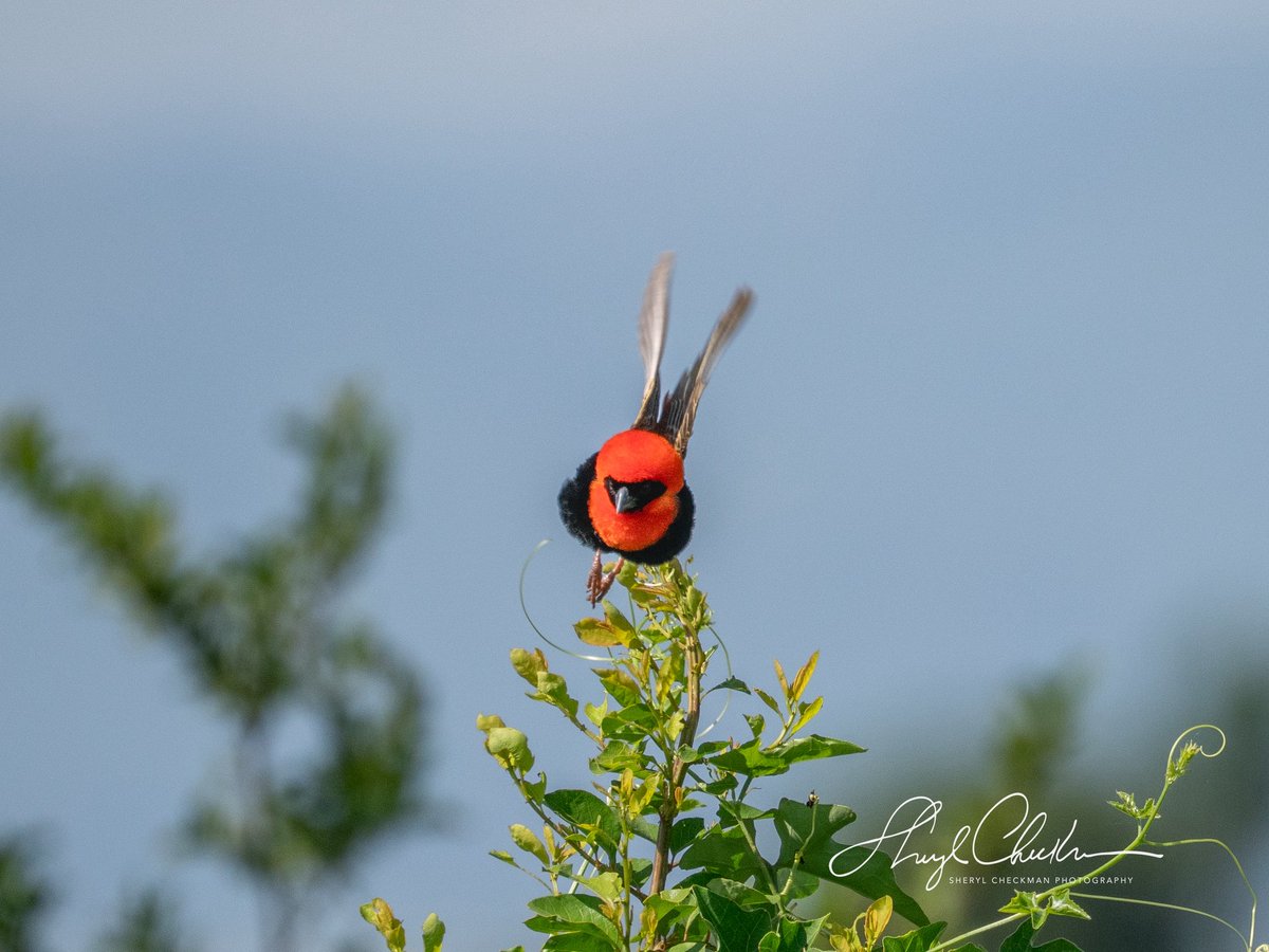 DiveArtist's tweet image. Southern Red Bishop at Queen Elizabeth National Park in Uganda. Ebird describes this bird as a “small dumpy sparrow-like weaver.” I personally don’t see this bird as dumpy!
#southernredbisop #weaver #ugandabirds #africabirds #ugandabirdphotography #birdcpp #BirdsSeenIn2025