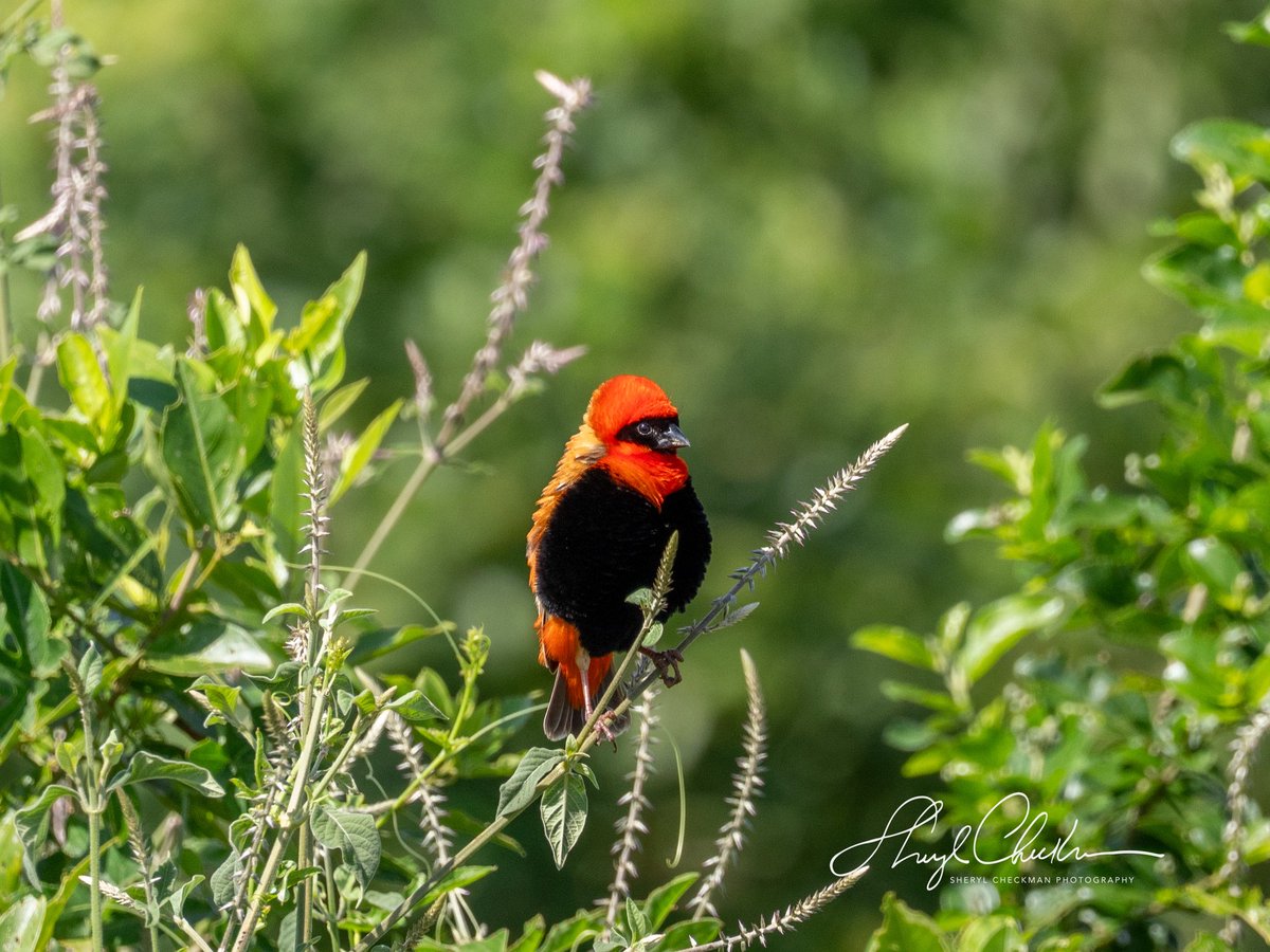 DiveArtist's tweet image. Southern Red Bishop at Queen Elizabeth National Park in Uganda. Ebird describes this bird as a “small dumpy sparrow-like weaver.” I personally don’t see this bird as dumpy!
#southernredbisop #weaver #ugandabirds #africabirds #ugandabirdphotography #birdcpp #BirdsSeenIn2025