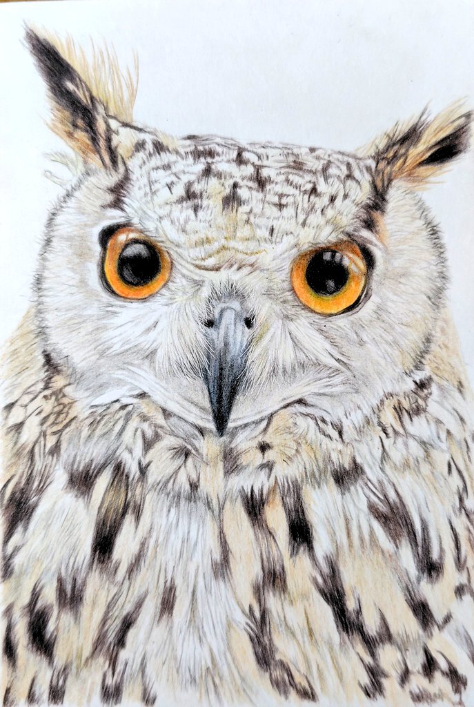 もふ/色鉛筆画 (@mofu_iroenpitu) / Posts / X