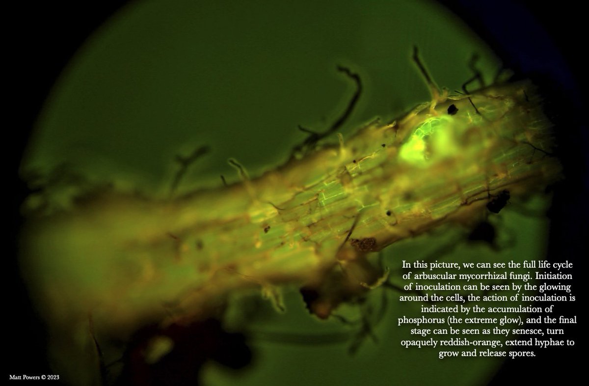 MattPowersSoil's tweet image. "In this picture, we can see the full life cycle of arbuscular #mycorrhizal #fungi. Initiation of inoculation can be seen by the glowing around the cells, the action of inoculation is indicated by the accumulation of phosphorus (the extreme glow), and the final stage can be seen…