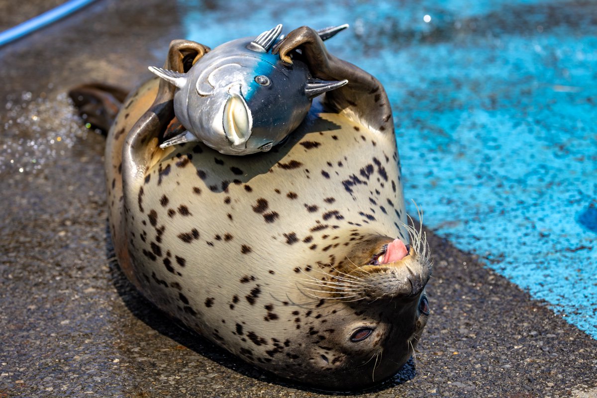 #東武動物公園 
#ゴマフアザラシ 
#1日1もちもち