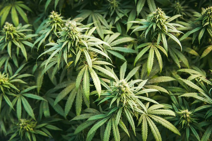 Be honest,

Do you believe Marijuana is safer than alcohol??