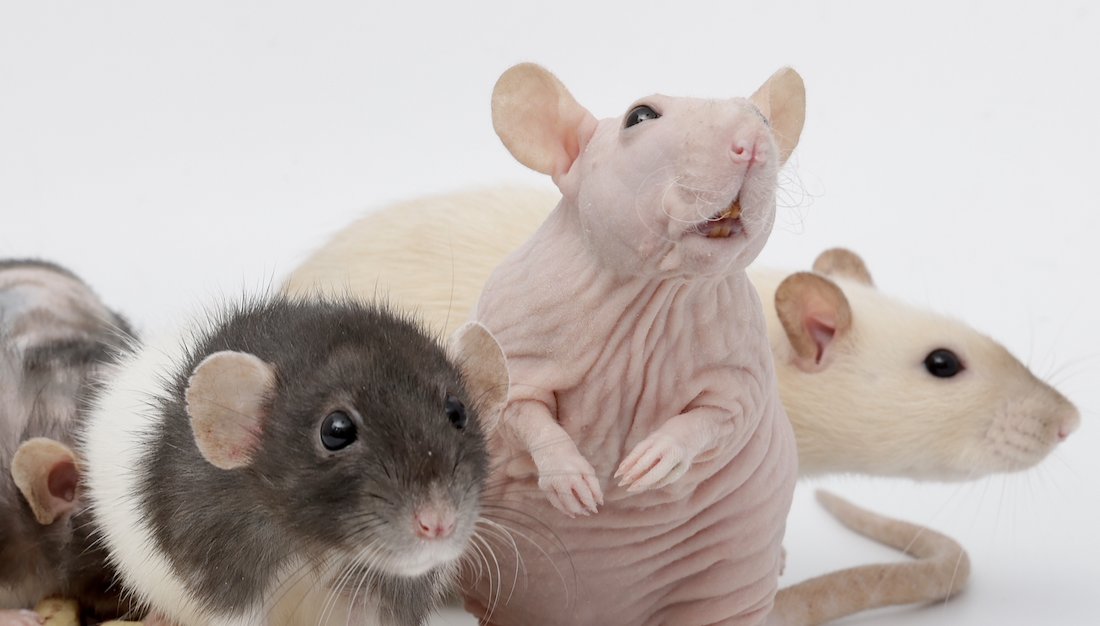 Rattrixs's tweet image. A silly older photo of Tofu and Toast - I love Tofu&apos;s little smile here, she just looks too silly!