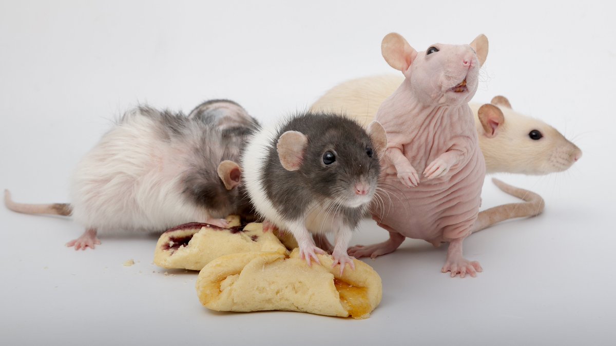 Rattrixs's tweet image. A silly older photo of Tofu and Toast - I love Tofu&apos;s little smile here, she just looks too silly!