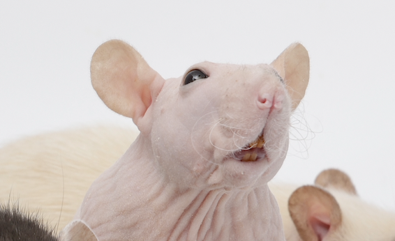 Rattrixs's tweet image. A silly older photo of Tofu and Toast - I love Tofu&apos;s little smile here, she just looks too silly!