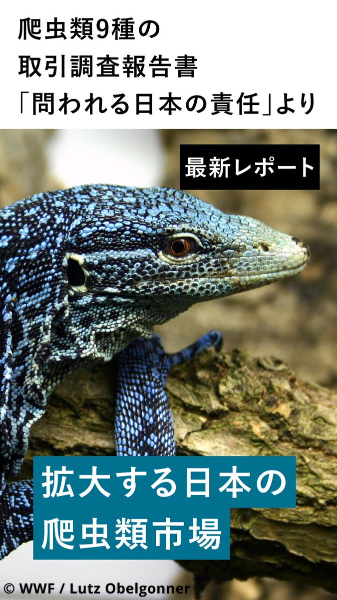 WWFJapan's tweet image. 【報告書紹介】WWFジャパンは、日本で人気がある9種の爬虫類に関する取引調査報告書を発表しました。日本は生きた爬虫類の世界第2位の輸入国。日本は輸入量、種の多様性、市場の特異性から、爬虫類保全において重大な懸念国となっています。👉wwf.or.jp/press/6010.html