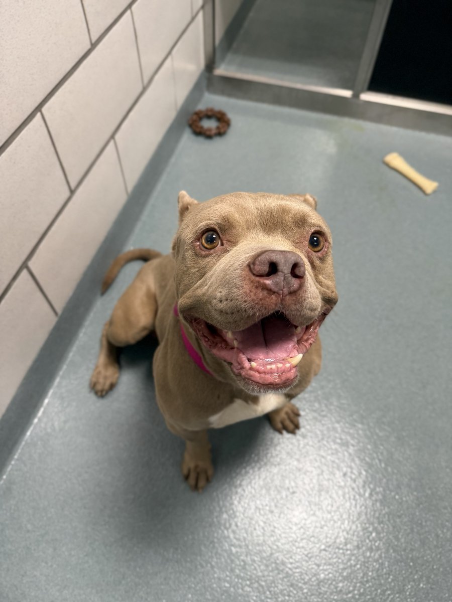 YourSPCA's tweet image. In a slump? Then Gordie's your guy! Kids around? Then Gordie will be sporting this million-watt smile all day, every day! More on Gordie Friday morning, 8:52 a.m., on @WBEN with @susanwben & @bmaz1 !