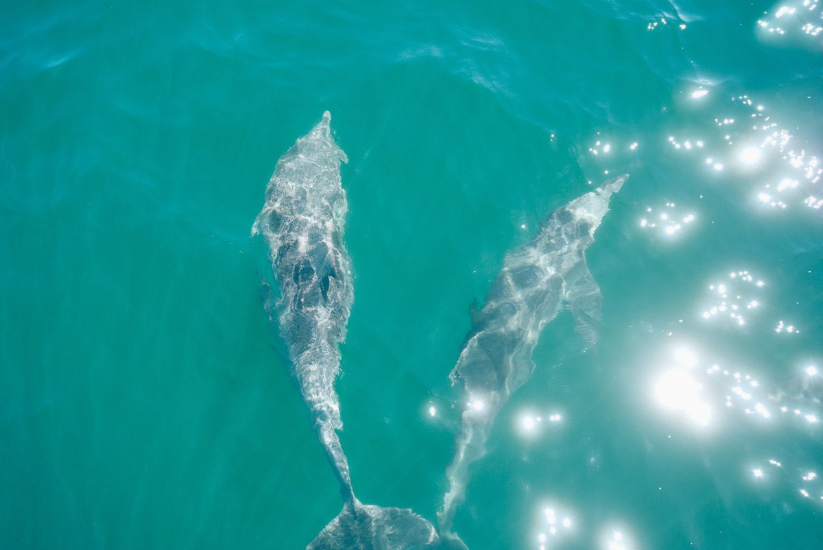 shintake_photo's tweet image. Little Happiness in Daily Life