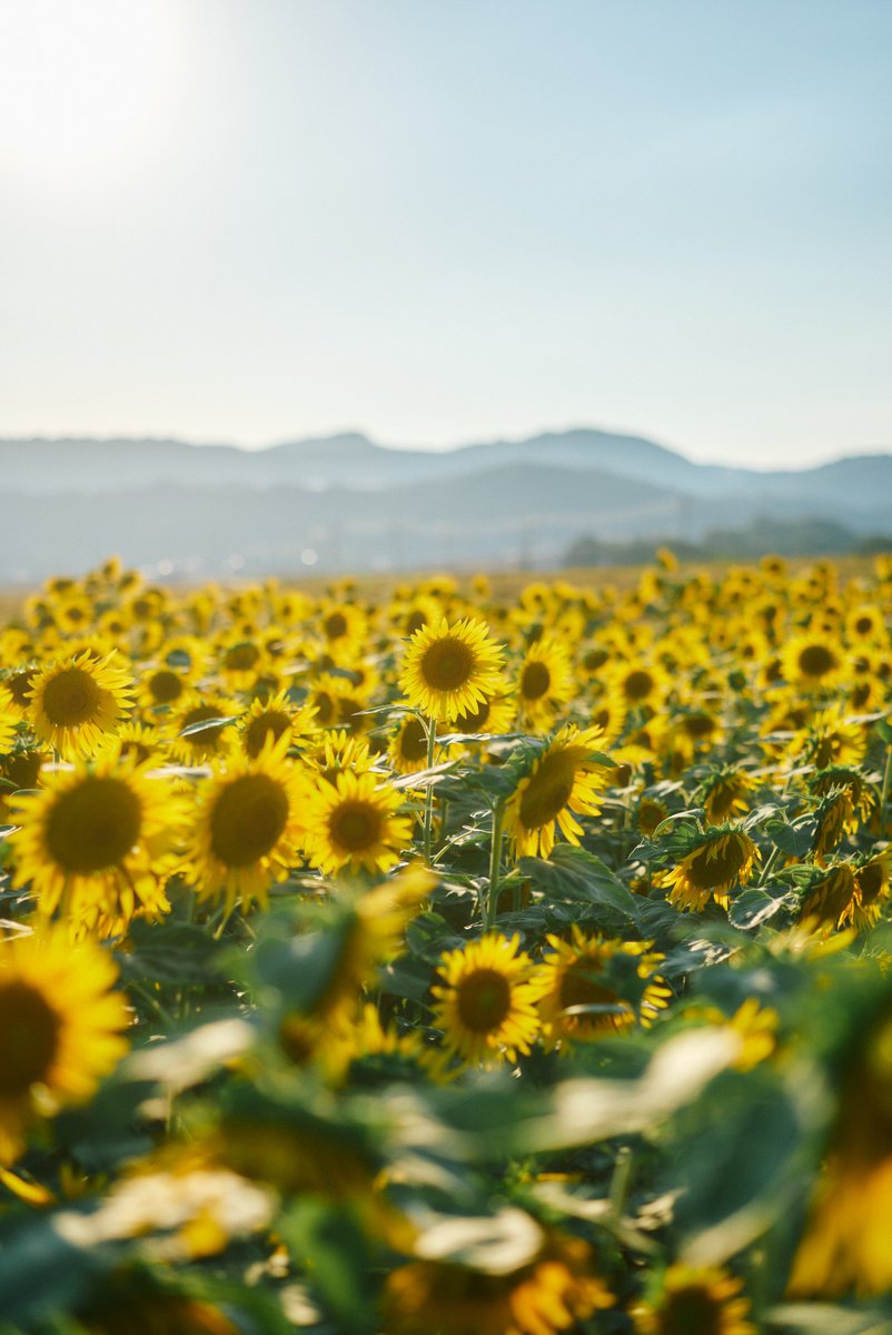 shintake_photo's tweet image. Little Happiness in Daily Life