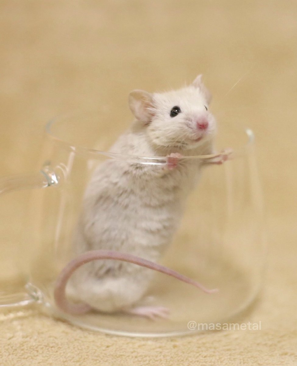 masametal's tweet image. トッポくんの尻尾から癒しマウスエネルギーを送ります🐭✨

#mouse 
#お空のトッポくん