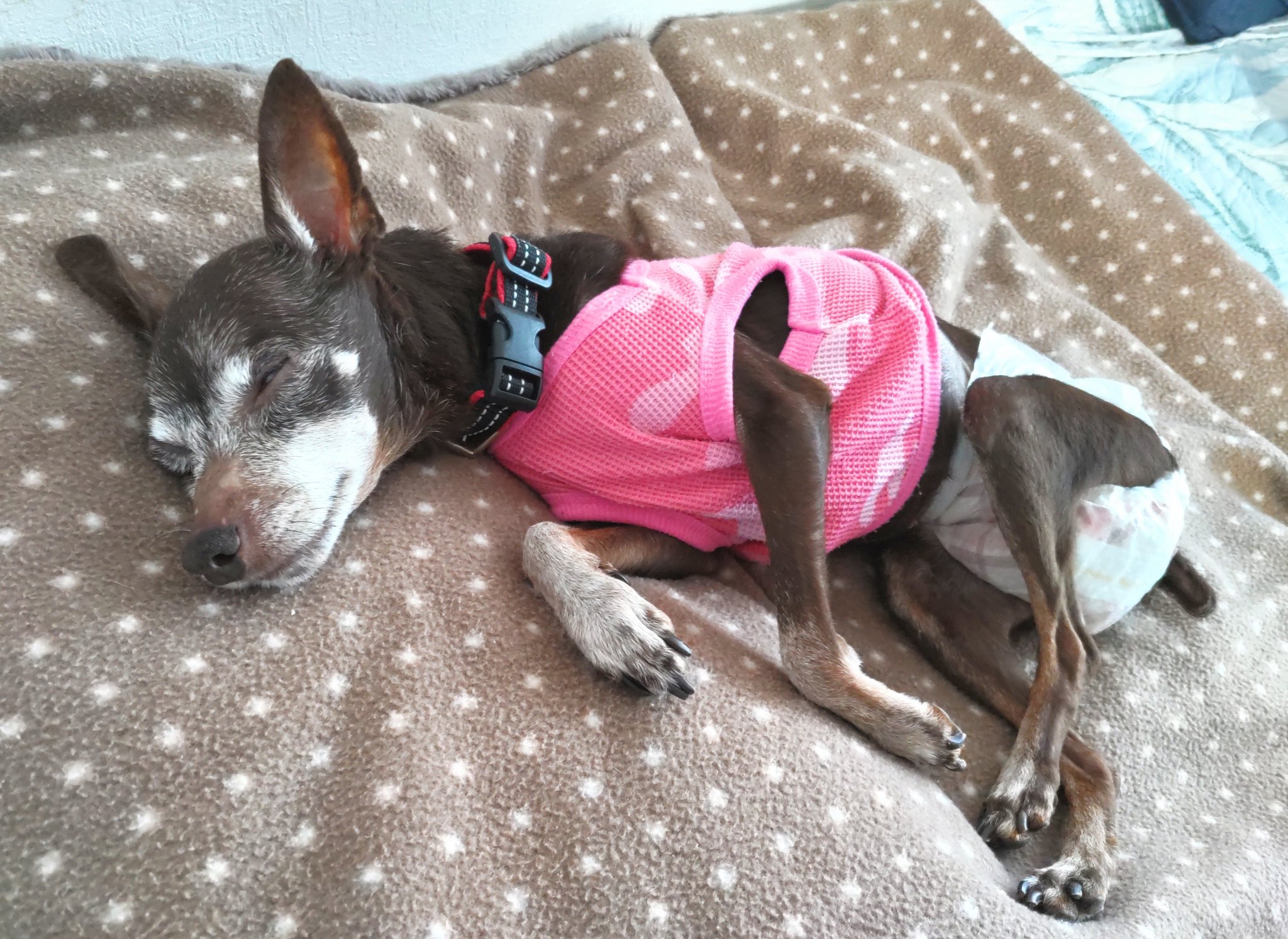 ワンコそば ページ 🌶️新トッピング入荷しました🐶 激辛好きの皆さま、お待たせ