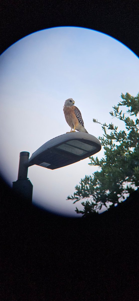 acealeam's tweet image. pulled over to look at the gas station red shouldered hawk