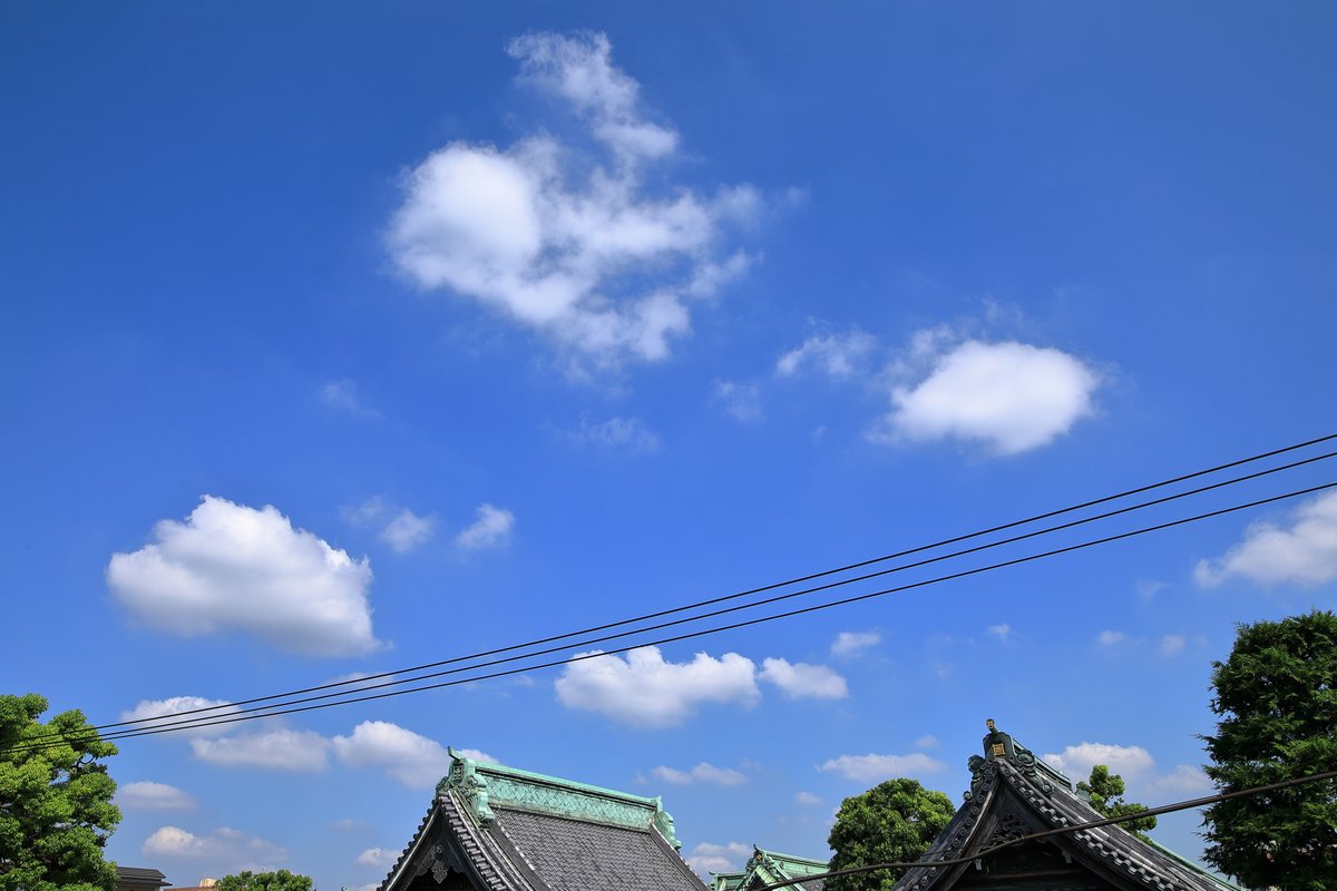 bitbadoldman's tweet image. ミンミン蝉の鳴き声が聞こえる👂。
写真の蝉はアブラ蝉か。
蝉の鳴き声は夏の代名詞..今日も暑い💦。

#山本亭　
#寫眞日記