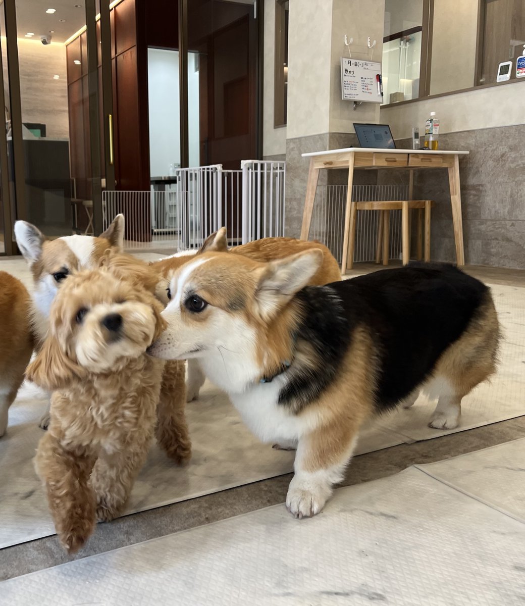 elmoelmodog's tweet image. めりこみ過ぎ🤣

#仲良しなお友だち
#コーギー
#コーギーのいる暮らし