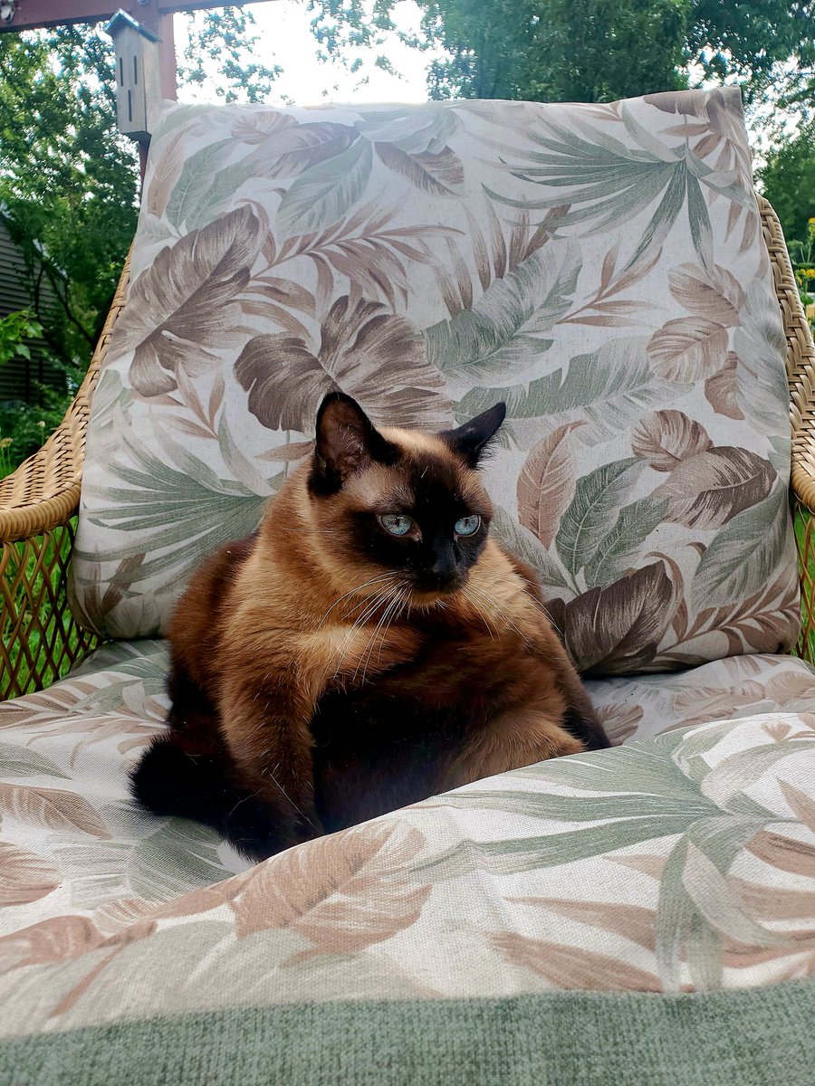 BM1531's tweet image. Lola declares her me time cause fighting with her kitty siblings is exhausting.
