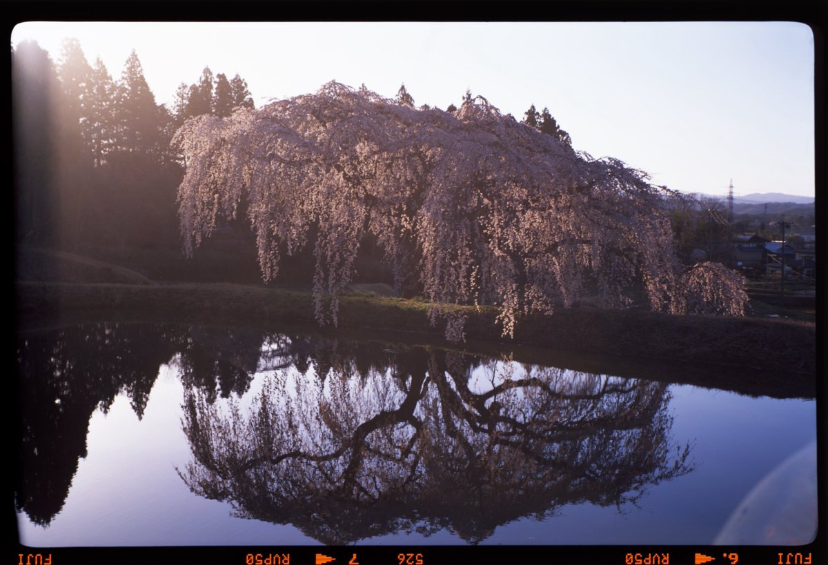noroshi_fotos's tweet image. おはようございませう
木曜だと思ったら金曜でした
Royer Teleroy
Angenieux 100mm f3.5 X1
Velvia50
#中判フィルム